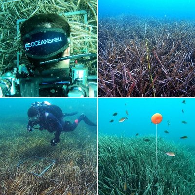 Caracterizacin de las praderas de Posidonia oceanica en los campos de fondeo habilitados por el Gobierno de las Islas Baleares