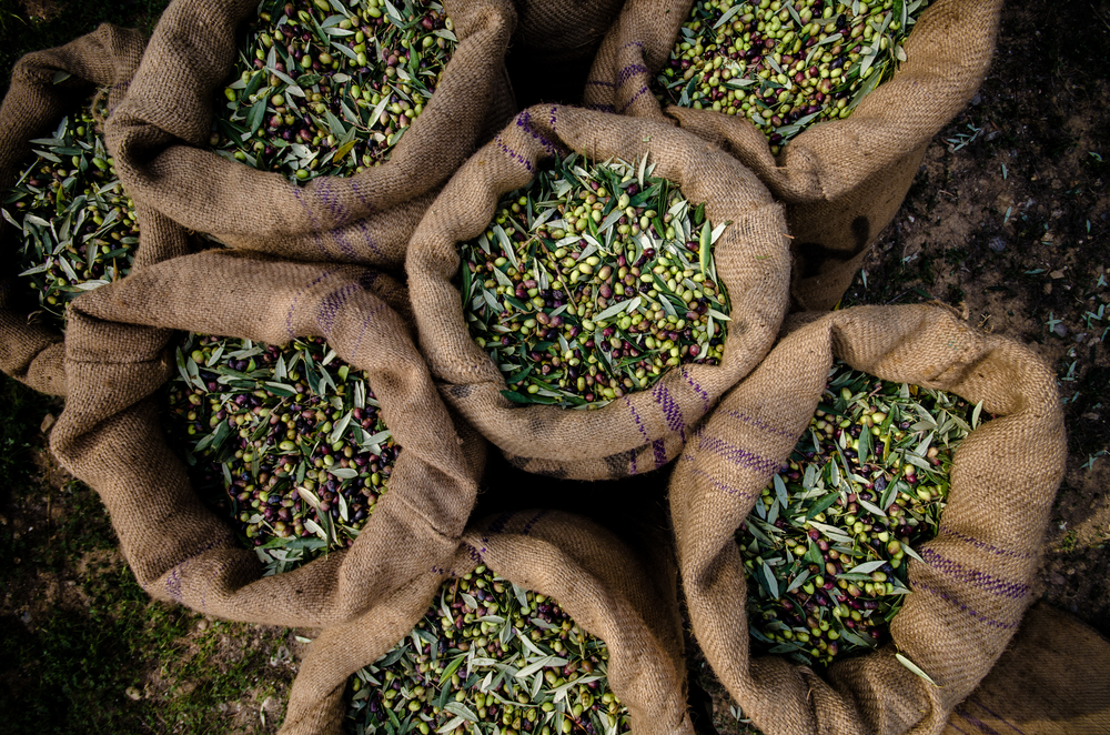 Aceite de oliva - Por qu este es el alimento milagroso ms antiguo del mundo?