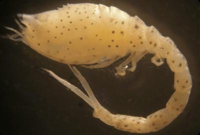 Anlisis taxonmicos de macroinvertebrados marinos - OCEANSNELL