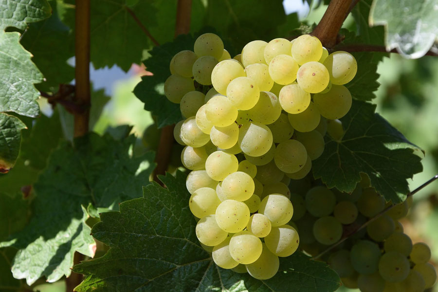 El vino de garnacha blanca: conoce cmo se cultiva y cmo maridarlo