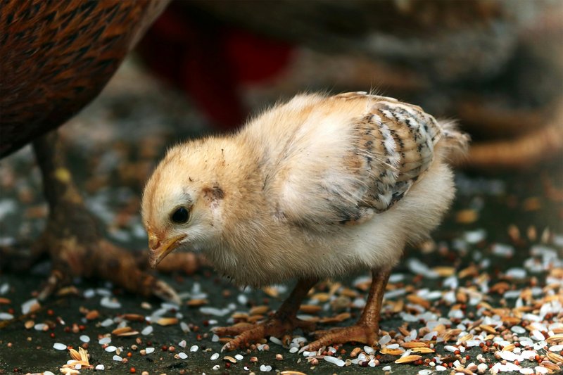 ¿Qué alimento dar a tus aves de cría?