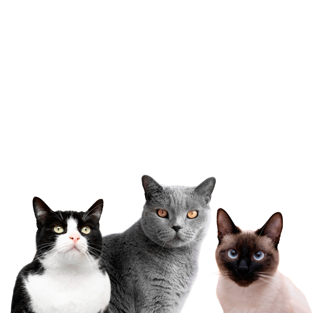gatos